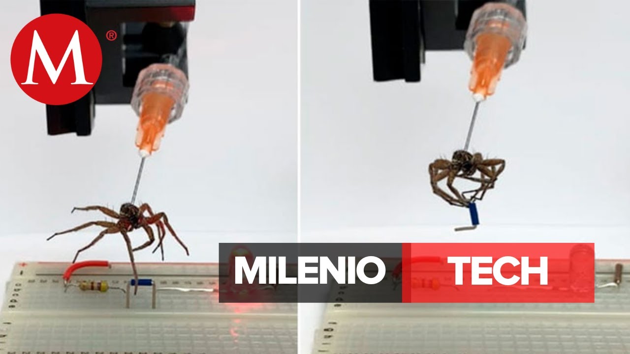 Crean necrobots de arañas muertas | Milenio Tech - YouTube
