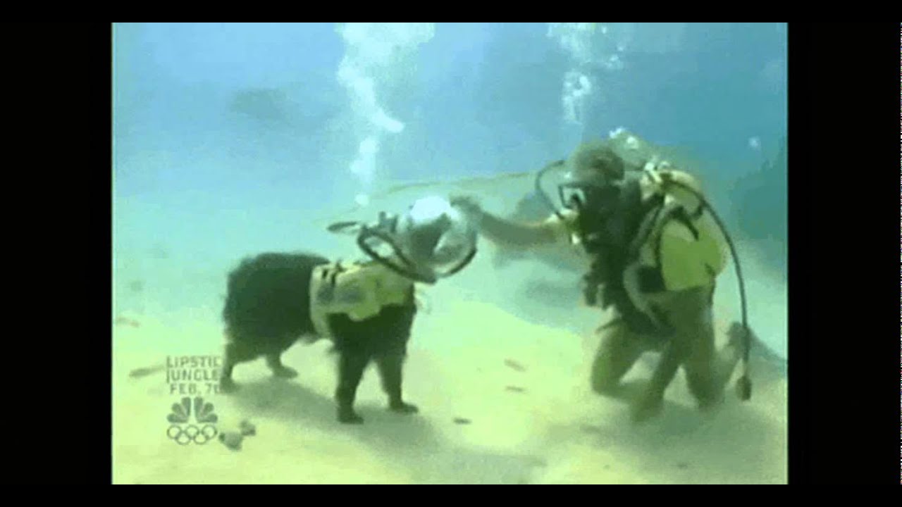 Underwater Dog Scuba Pet YouTube
