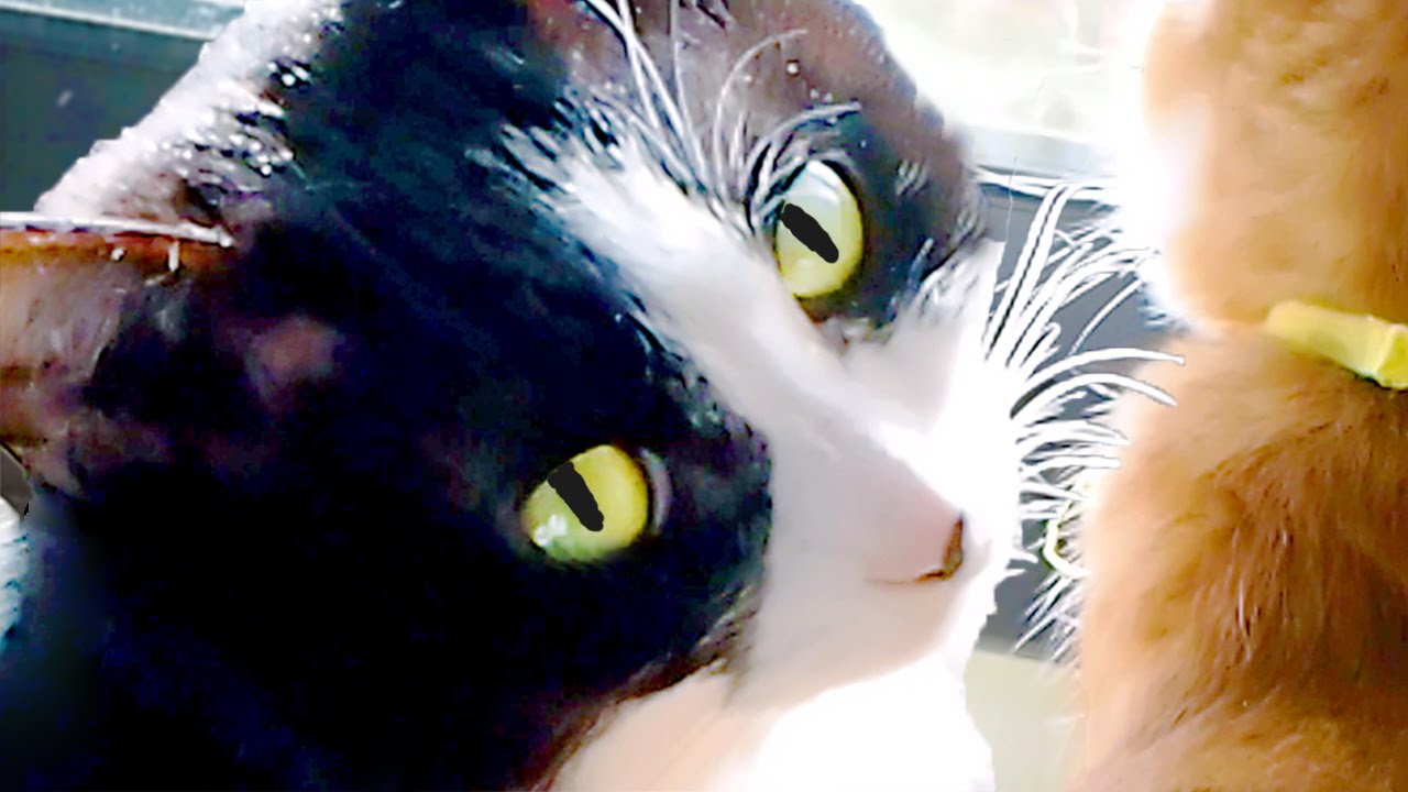 猫カフェ 横浜 猫の癒し♡仲良し猫『かわいい感動！』ハッチとマック　- Adorable healing cats, cute impression and true love.