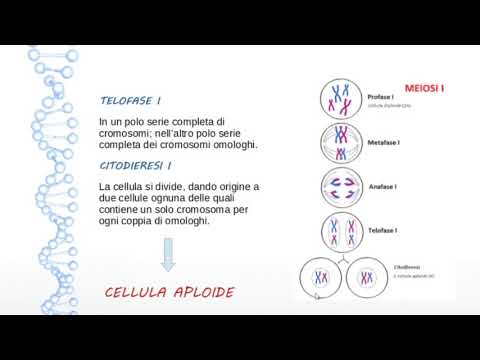 Video: Quali sono i tipi di cellule che subiscono la meiosi?