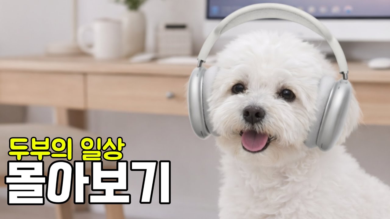 두부의 영상 몰아보기!