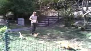 Veszprmi Llatkert 2012.