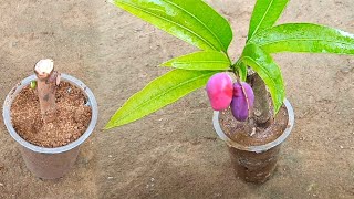 Tricks for mango propagate from cutting | Natural rooting hormone