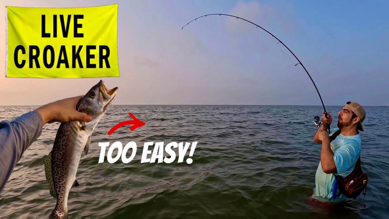 Ловля крапистой форели вброд! Замачивание горбыля!