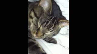 Video Thumbnail for My little cute cat 3 - miav