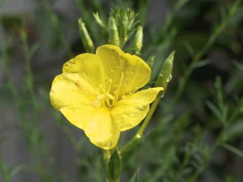 Wideo: Missouri Oenothera: opis, sadzenie i pielęgnacja