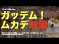 【丁寧な雑学】ムカデ対策