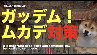 【丁寧な雑学】ムカデ対策