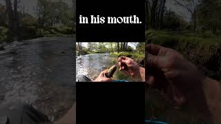 Wisconsin Trout Last Fish of the Day #fishing #shortvideos #shortsvideo #short #shorts #catch