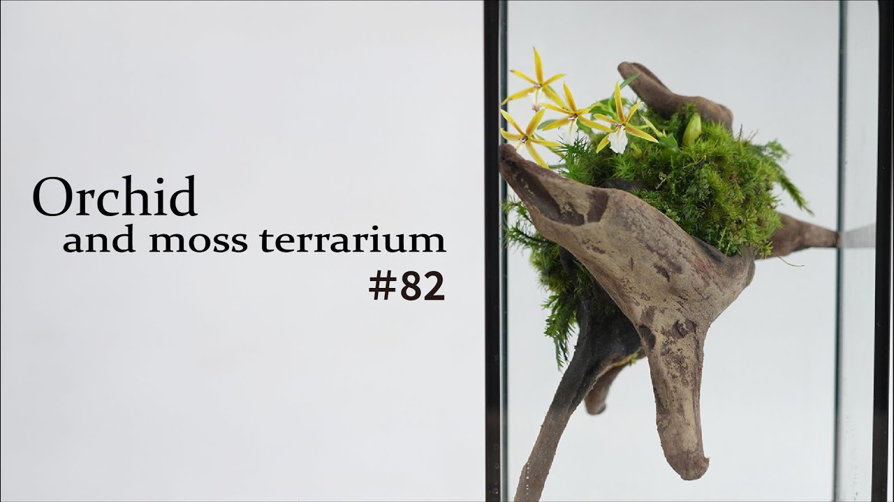 蘭（ラン）と苔を流木に着生させる方法 | 苔テラリウム専門サイト