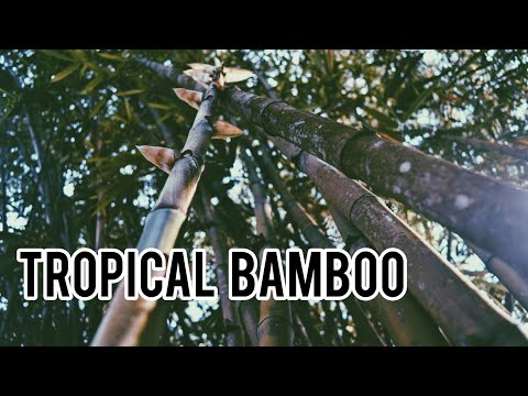 Bambusa vulgaris Common Bamboo [Kew Gardens. London, UK] - YouTube