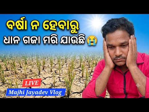 Paddy in the field is dying due to a lack of rain | MajhiJayadev Vlog Live | Monsoon Rain | Drought