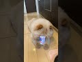 ヨーグルト大好き