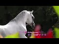اغنية انا العاشق لعينيكي (خيول)😍