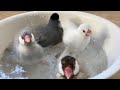 文鳥達にめちゃくちゃデカイお風呂をプレゼントしました 他
