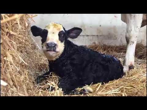 Video: Op Een Boerderij In Missouri Verminkt Iemand Al Drie Jaar Koeien - Alternatieve Mening