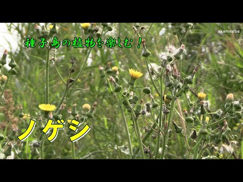 ノゲシ 春の道端で茎から分岐したその先に黄色の頭花、冠毛をつけた開花風景 令和7年 AIナレーション案内～種子島の植物を楽しむ！