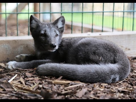 YouTube-Video-Thumbnail