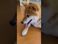 体温調節柴犬