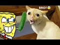 Ultimate Funny Cats and Dogs 😻🐶 Funniest Animals | Woa Doodland