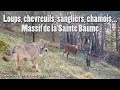 Loups, chevreuils, chamois, sangliers... Massif Sainte Baume