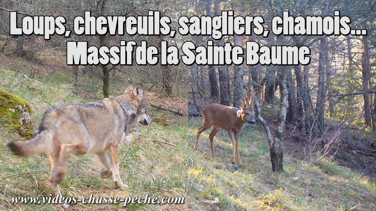 Loups, chevreuils, chamois, sangliers... Massif Sainte Baume YouTube