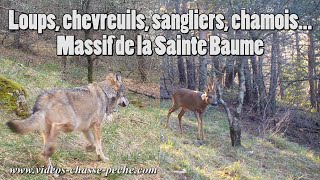 Loups, chevreuils, chamois, sangliers... Massif Sainte Baume