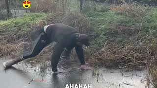 Fails Of The Week /Try Not To Laugh Compilation | Cute People And Animals Doing Funny Things #75