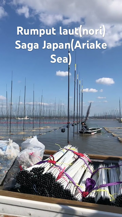 Jaring pembenihan rumput laut(nori) masih menjaga pasang surut air laut