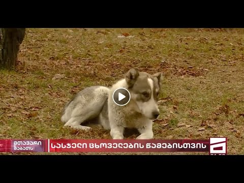 GSPSA - TV Mtavari - ცხოველებისადმი სისასტიკე / Animal cruelty  06.06.2020