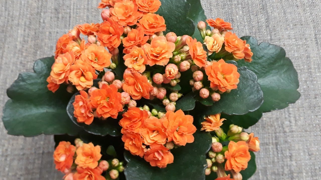 Kalanchoe /Kalanşo çiçeği bakımı