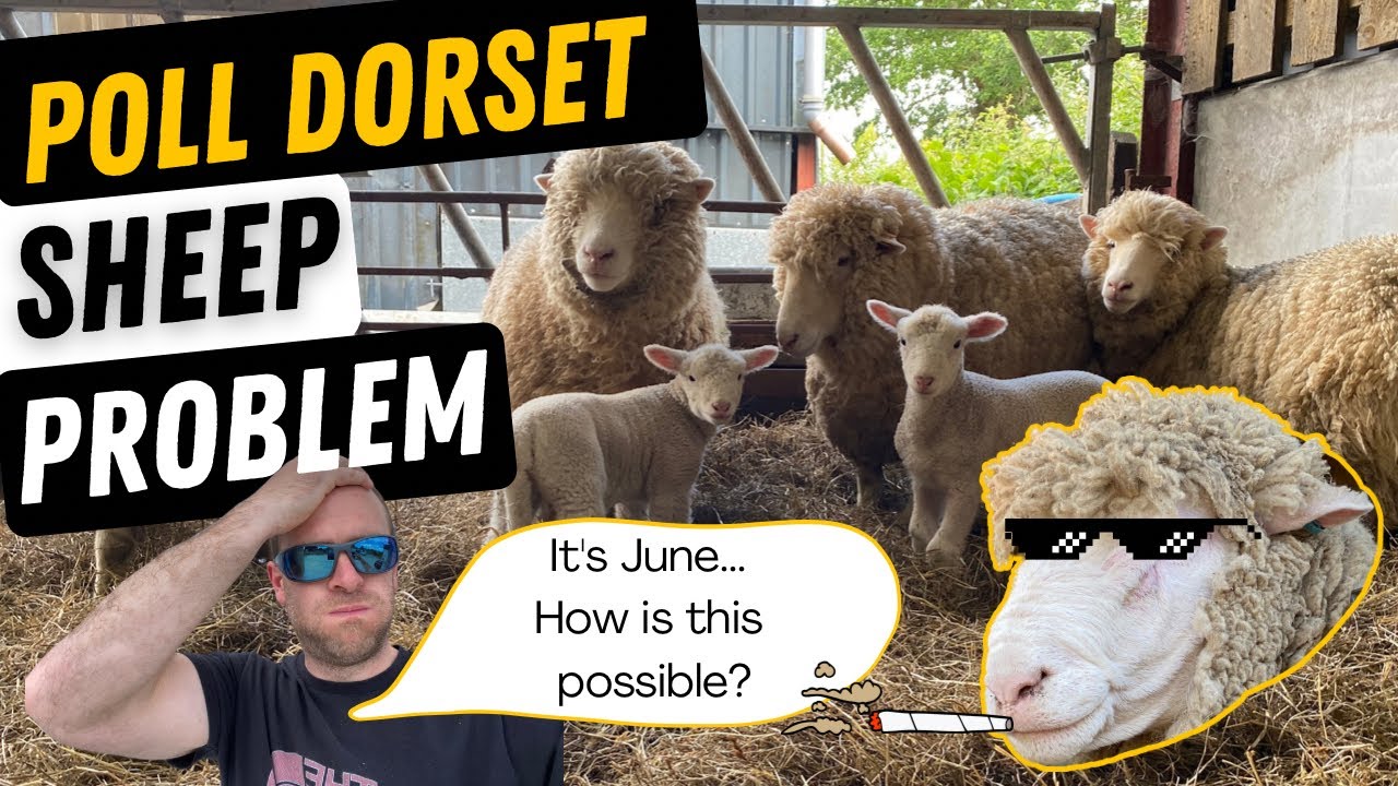 Dorset Sheep Problem! How Are They Lambing So Soon.......Again!!? - YouTube