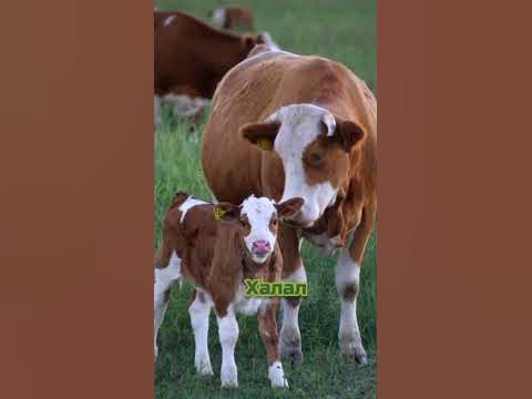 халал харам домашнее животные - YouTube