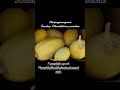Celebrating God’s miraculous surprise blessings of free homegrown #spaghettisquash.