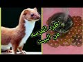 ازى اطرد العرسه من البيت بمكون طبيعي