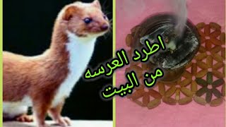 ازى اطرد العرسه من البيت بمكون طبيعي