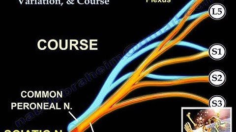 Sciatic Nerve Origin Variation & Course - Everything You Need To Know - Dr. Nabil Ebraheim