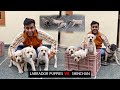 Labrador puppies VS SHINCHAN