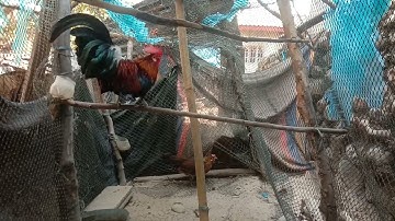 coj nej los saib qaib dib ua kev nawb cov phooj ywg