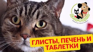видео: Можно ли обрабатывать от глистов кошку у которой болезни почек или печени? картинка: Можно ли обрабатывать от глистов кошку у которой болезни почек или печени?