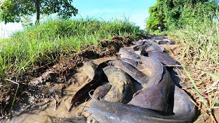 Muddy Water Magic: A Fisherman's Amazing Hand Fishing Skills for Catching Lots of Catfish Today!