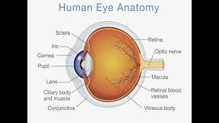 Gould patho Chapter 15  Disorders of the Eyes, Ears, and Other Sensory Organs revised 1