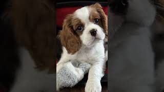 dogs videos compilation Funny dogs compilation Cute and Funny Dog Videos Compilation #pethub #dog