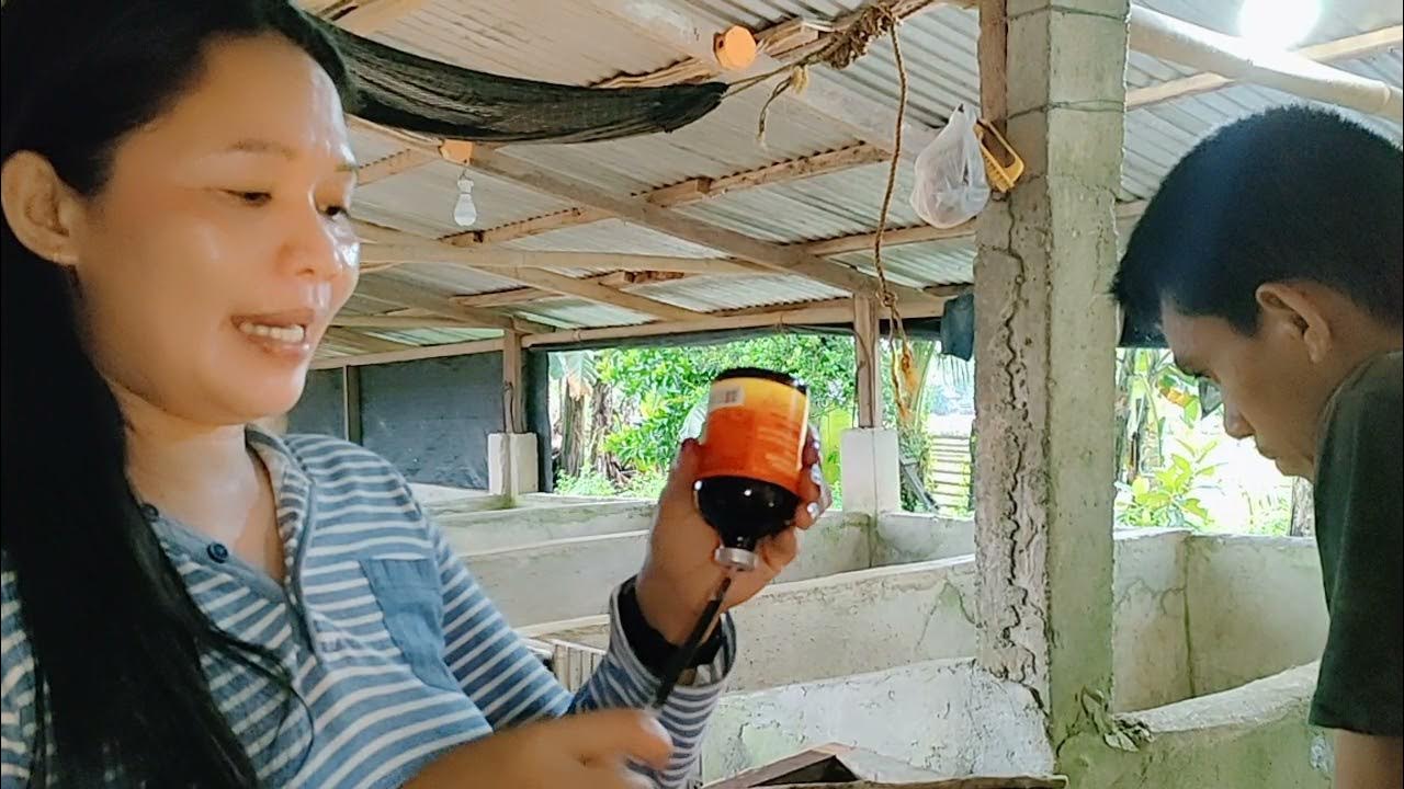 Basic way how to cut piglets tails Vitamins 45 piglets Ruffa TV