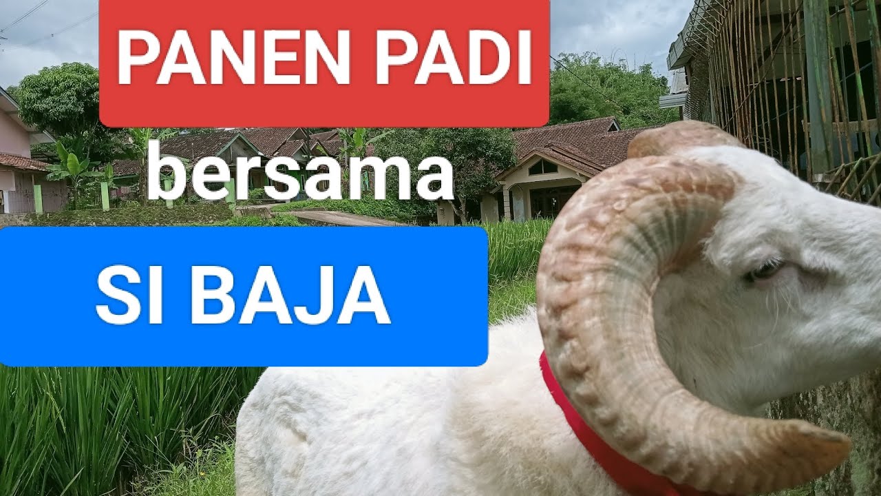 Wooow KEMANAPUN si BAJA SELALU IKUT#animals#hewanpeliharaan#dombagarut 