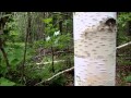 Yellow and White Birch Trees Yellow and White Birch Trees