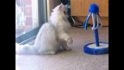 Watch the video about Chinchilla persian kitten playing