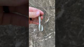 The Curly Tail Grub Catches ALL FISH!