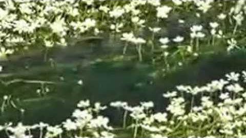 سورة ص من أجمل ما قرأ القارئ محمد على أبو الحسن