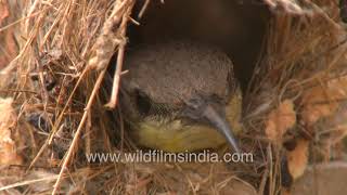 Purple Sunbird sits inside its pendulous organic matter nest in Delhi, oblivious to 40 degree heat by WildFilmsIndia 277 views 17 hours ago 2 minutes, 10 seconds